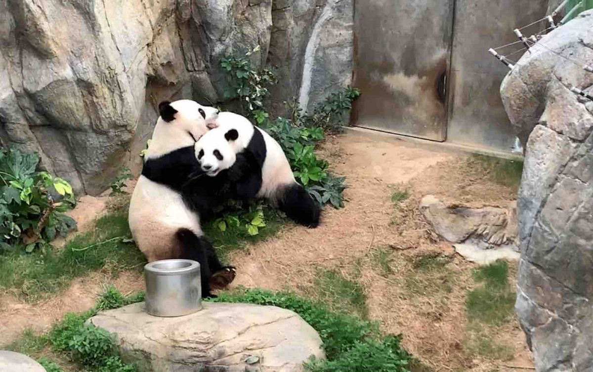 seuamigoguru.com - Após 13 anos tentando,com o zoo fechado devido a pandemia,pandas finalmente acasalaram!