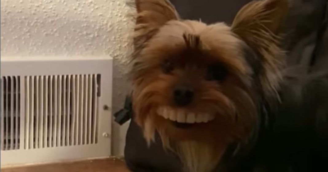 Cachorrinho rouba a dentadura do seu dono e é autuado em flagrante!