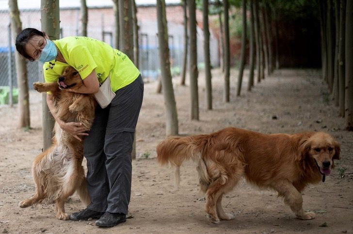 seuamigoguru.com - Cerca de 200 cães foram salvos de um mercado de carne na China.