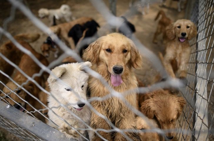 seuamigoguru.com - Cerca de 200 cães foram salvos de um mercado de carne na China.