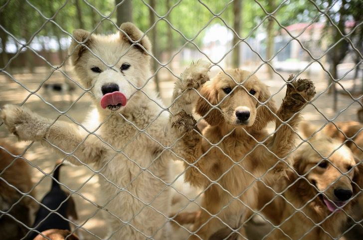 seuamigoguru.com - Cerca de 200 cães foram salvos de um mercado de carne na China.