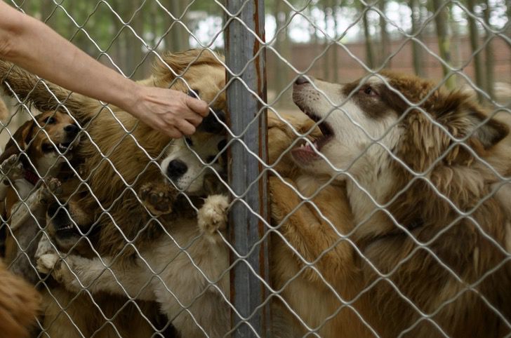 seuamigoguru.com - Cerca de 200 cães foram salvos de um mercado de carne na China.