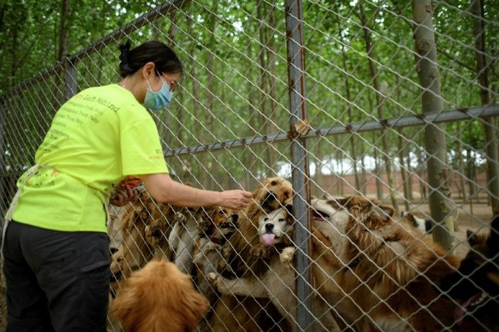 seuamigoguru.com - Cerca de 200 cães foram salvos de um mercado de carne na China.