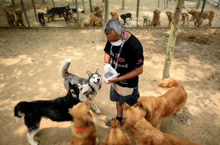 seuamigoguru.com - Cerca de 200 cães foram salvos de um mercado de carne na China.