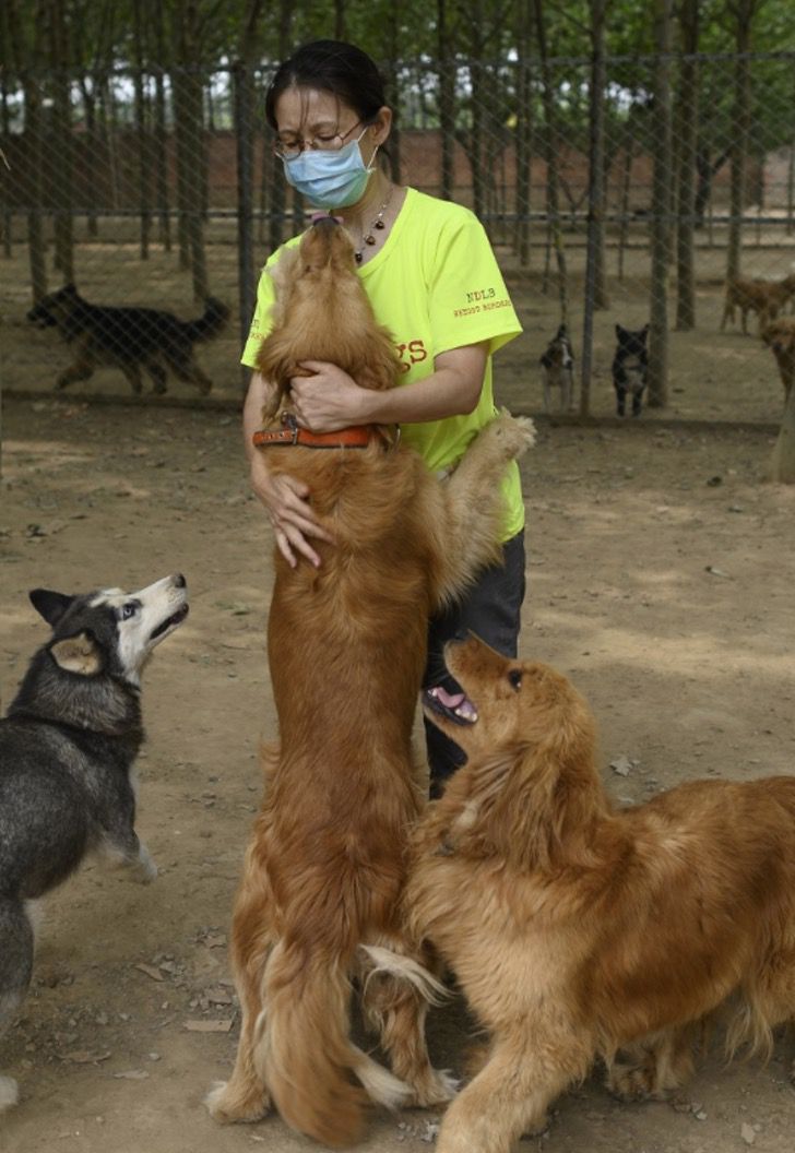 seuamigoguru.com - Cerca de 200 cães foram salvos de um mercado de carne na China.