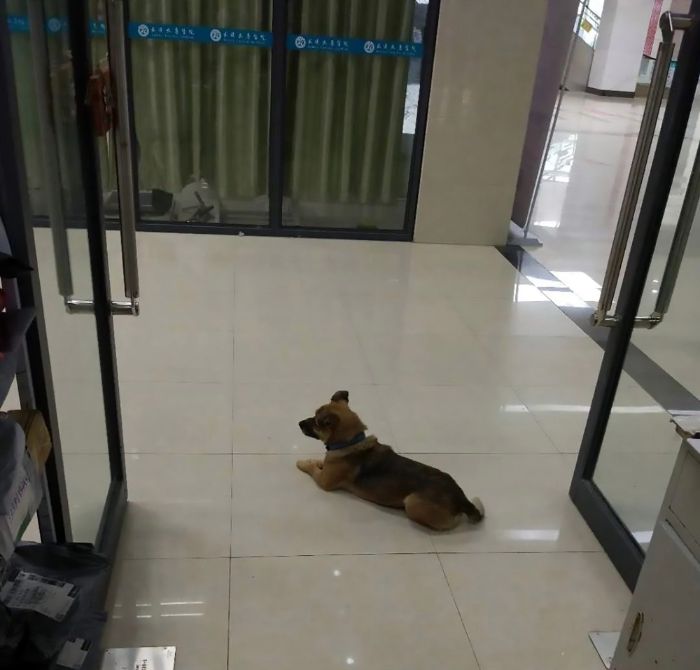 seuamigoguru.com - Cão espera seu dono em um hospital sem saber que ele morreu de Covid há meses