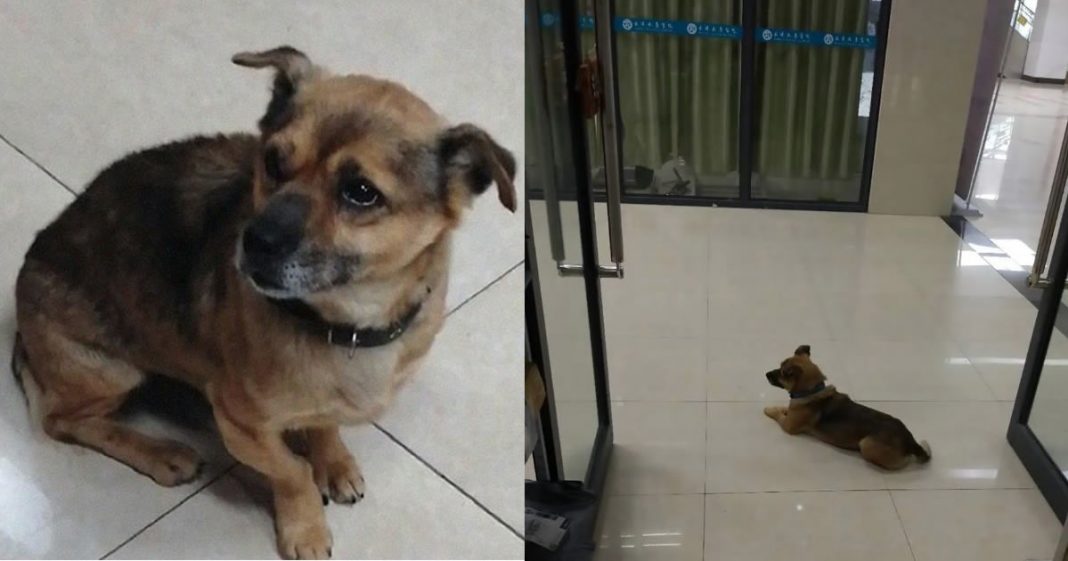 Cão espera seu dono em um hospital sem saber que ele morreu de Covid há meses