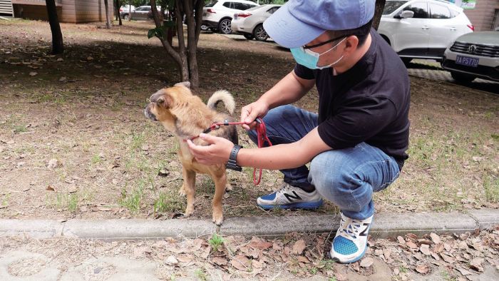 seuamigoguru.com - Cão espera seu dono em um hospital sem saber que ele morreu de Covid há meses