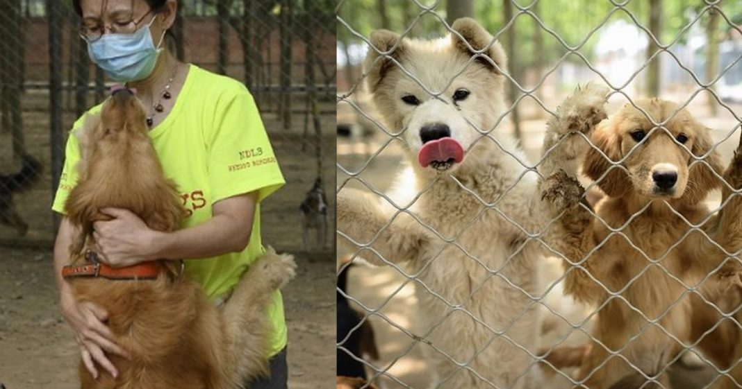Cerca de 200 cães foram salvos de um mercado de carne na China.