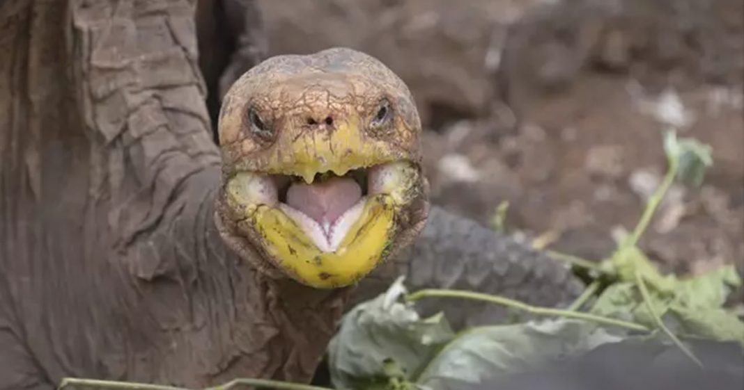 Tartaruga que salvou sua espécie da extinção se aposenta como herói