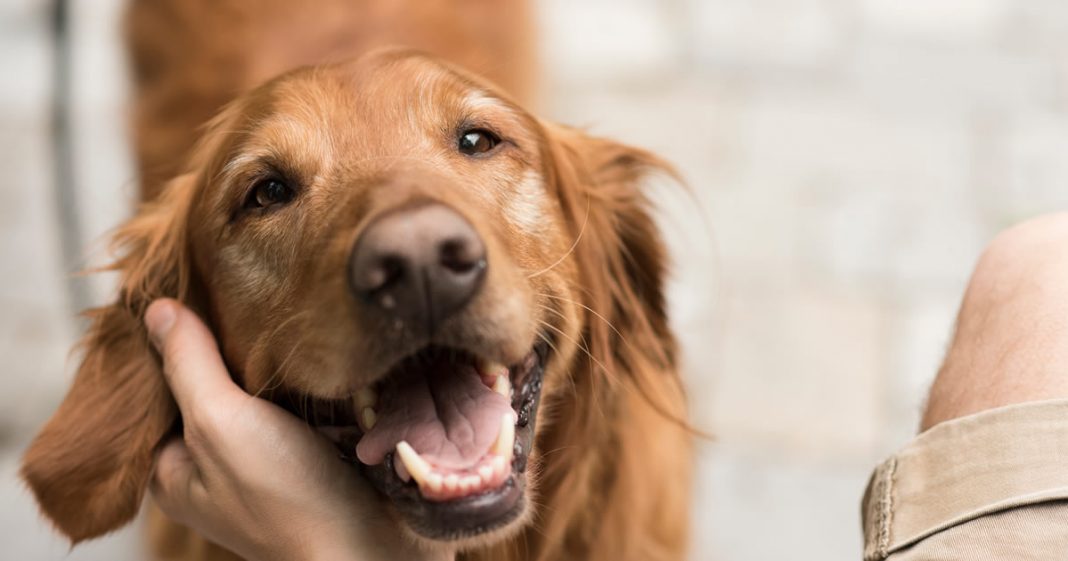 Os nossos cães vão sofrer com o fim da pandemia!