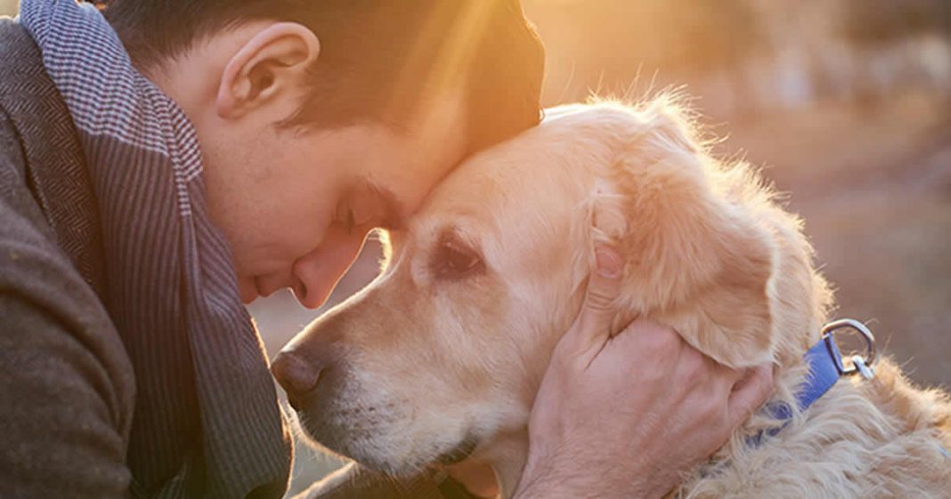 Os animais de estimação possuem o poder de curar as nossas vidas!