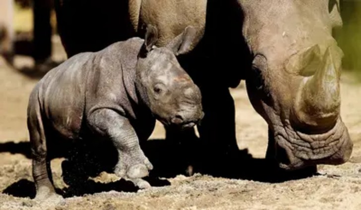 seuamigoguru.com - Zoológico comemora primeiro nascimento de rinoceronte branco durante pandemia