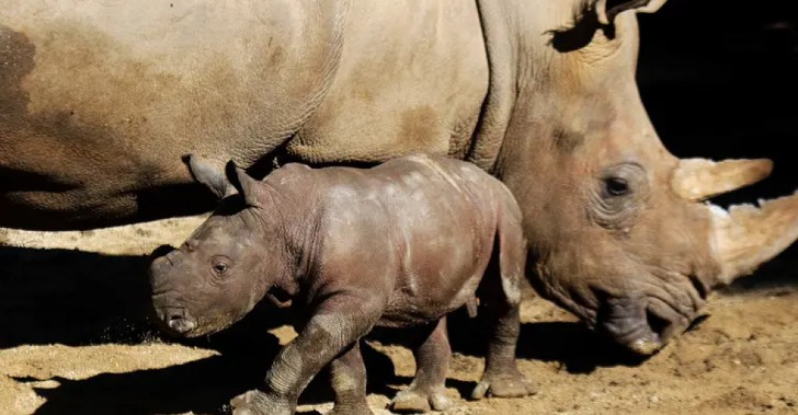 seuamigoguru.com - Zoológico comemora primeiro nascimento de rinoceronte branco durante pandemia