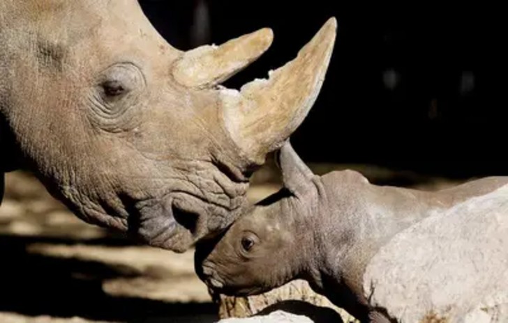 seuamigoguru.com - Zoológico comemora primeiro nascimento de rinoceronte branco durante pandemia