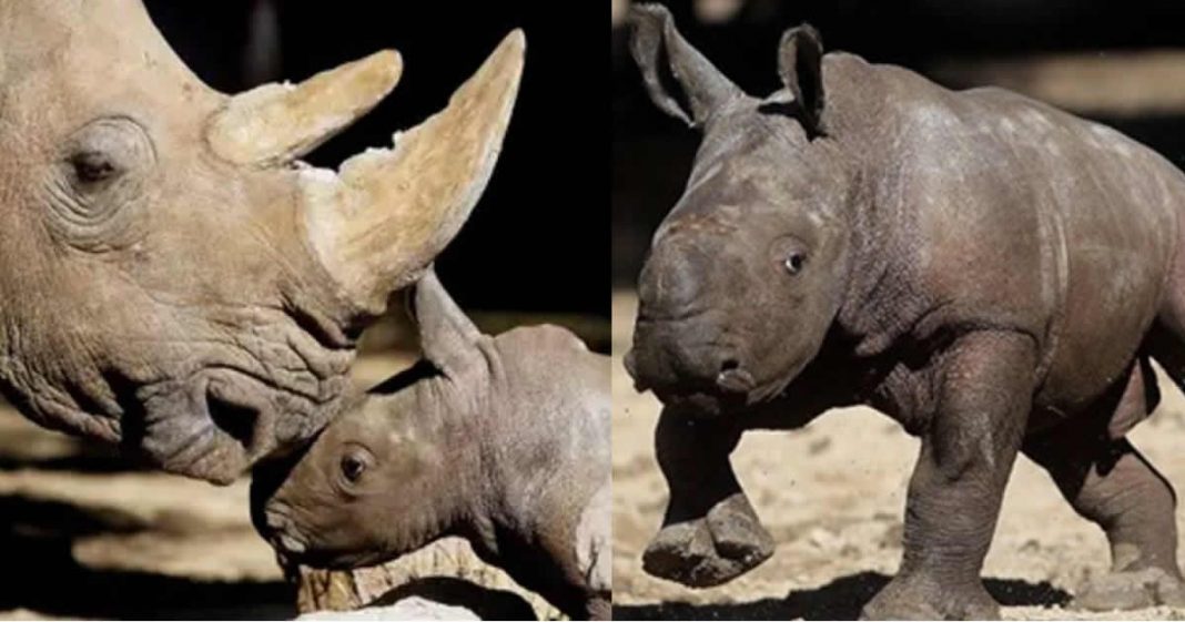 Zoológico comemora primeiro nascimento de rinoceronte branco durante pandemia