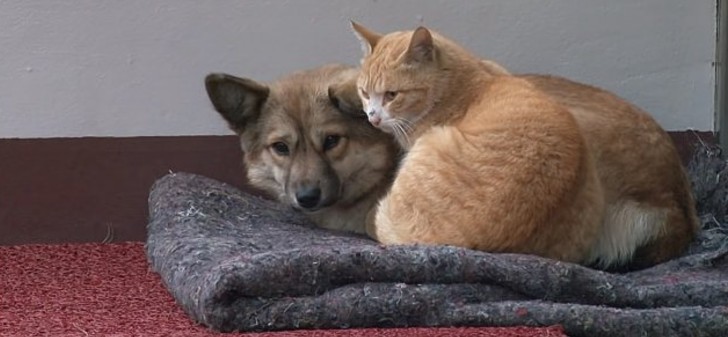 amigos-para-sempre-gato-e-cachorro-juntos