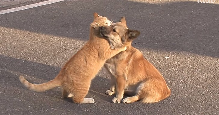 amizade-feita-na-rua-gato-e-cachorro-se-abraçam