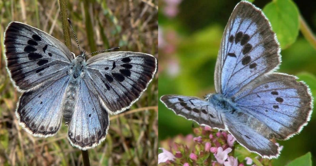 Após 150 anos, uma estranha espécie de borboleta reaparece
