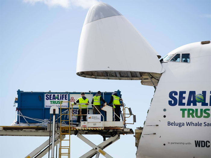 seuamigoguru.com - Baleias beluga são resgatadas de exibição e agradecem com um sorriso!