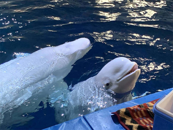 seuamigoguru.com - Baleias beluga são resgatadas de exibição e agradecem com um sorriso!