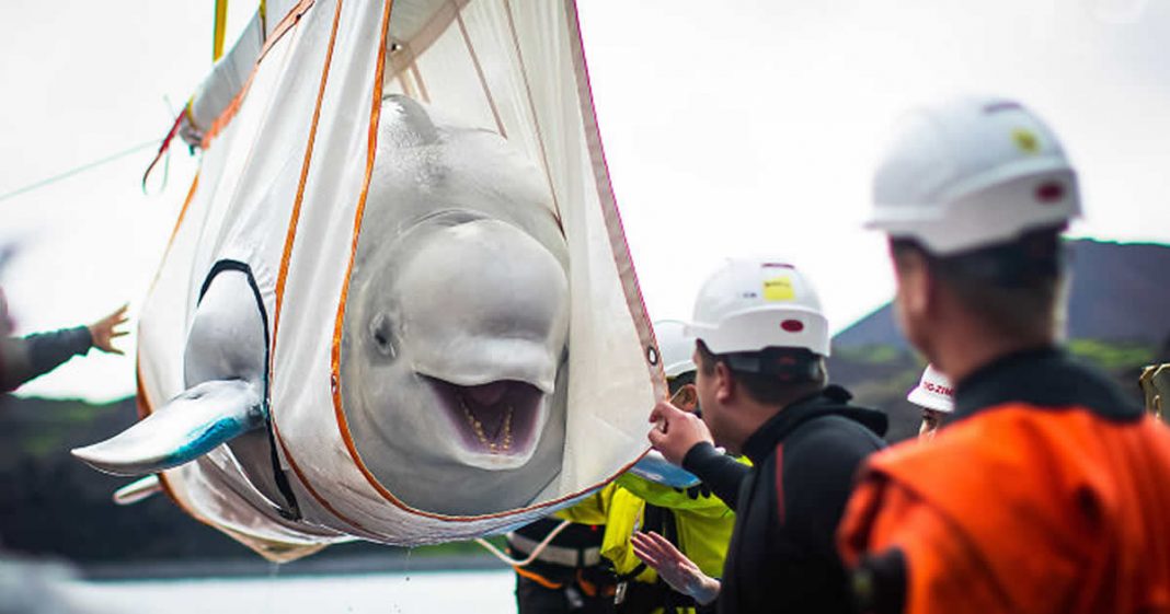 Baleias beluga são resgatadas de exibição e agradecem com um sorriso!