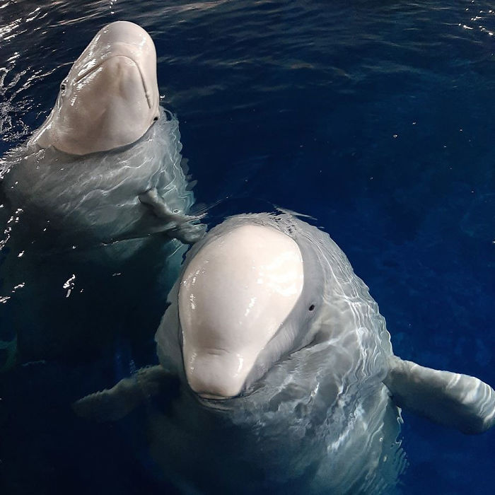 seuamigoguru.com - Baleias beluga são resgatadas de exibição e agradecem com um sorriso!