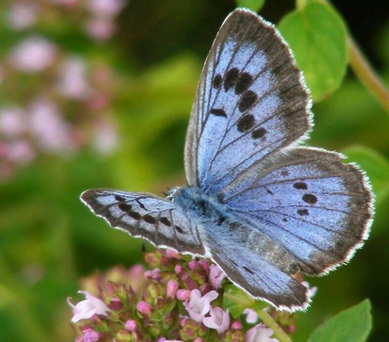 seuamigoguru.com - Após 150 anos, uma estranha espécie de borboleta reaparece