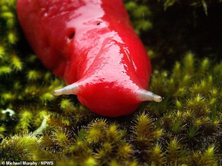 seuamigoguru.com - O caracol rosa australiano foi salvo da extinção. Incêndios ameaçavam seu único habitat.