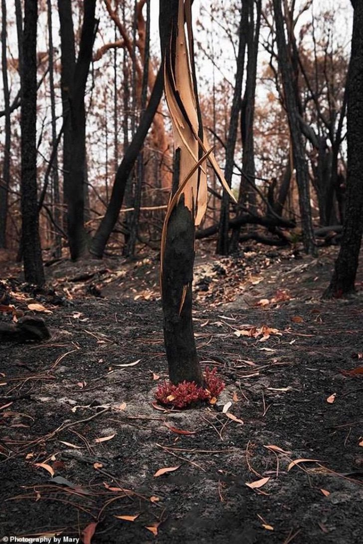 seuamigoguru.com - O caracol rosa australiano foi salvo da extinção. Incêndios ameaçavam seu único habitat.