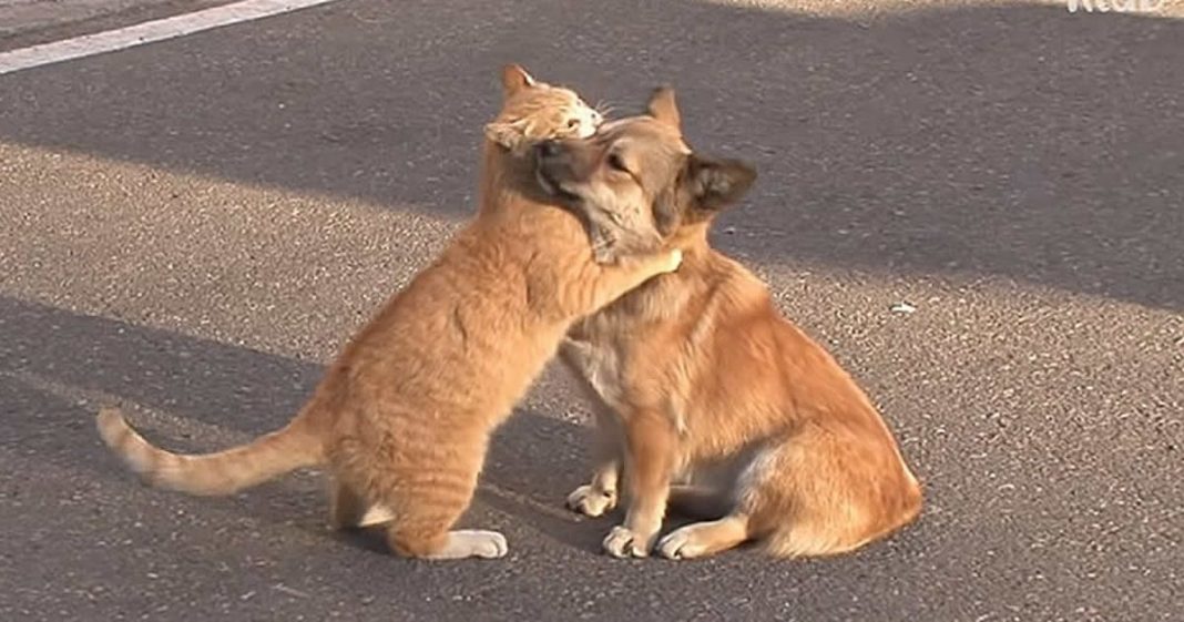 Gato de rua conforta cachorro que foi abandonado pela família.