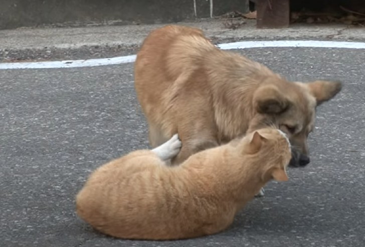 seuamigoguru.com - Gato de rua conforta cachorro que foi abandonado pela família.