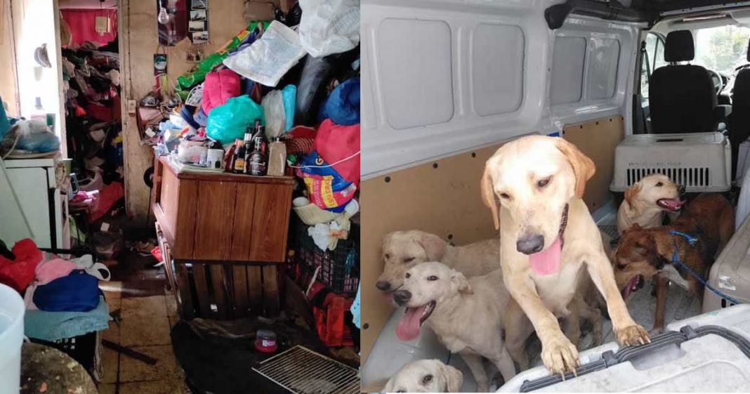 27 Cães que vivam em situação precária foram resgatados! Agora eles poderão viver em paz!