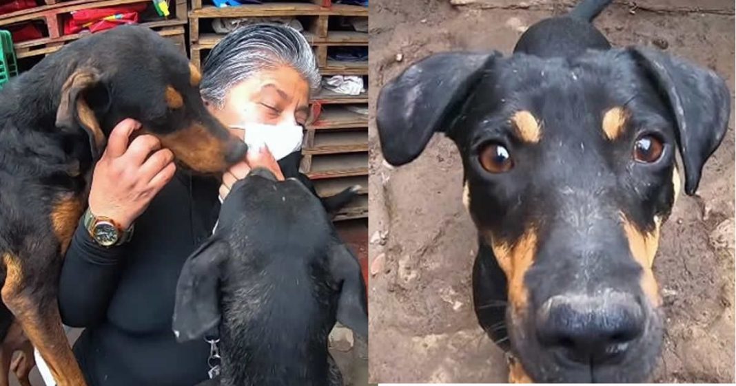 Conheça a história de Lulú: Ela dá futuro a cachorros abandonados!