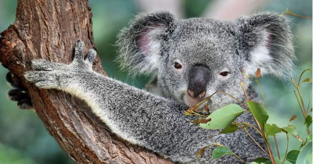 Austrália vai plantar 1 bilhão de árvores contra o aquecimento global
