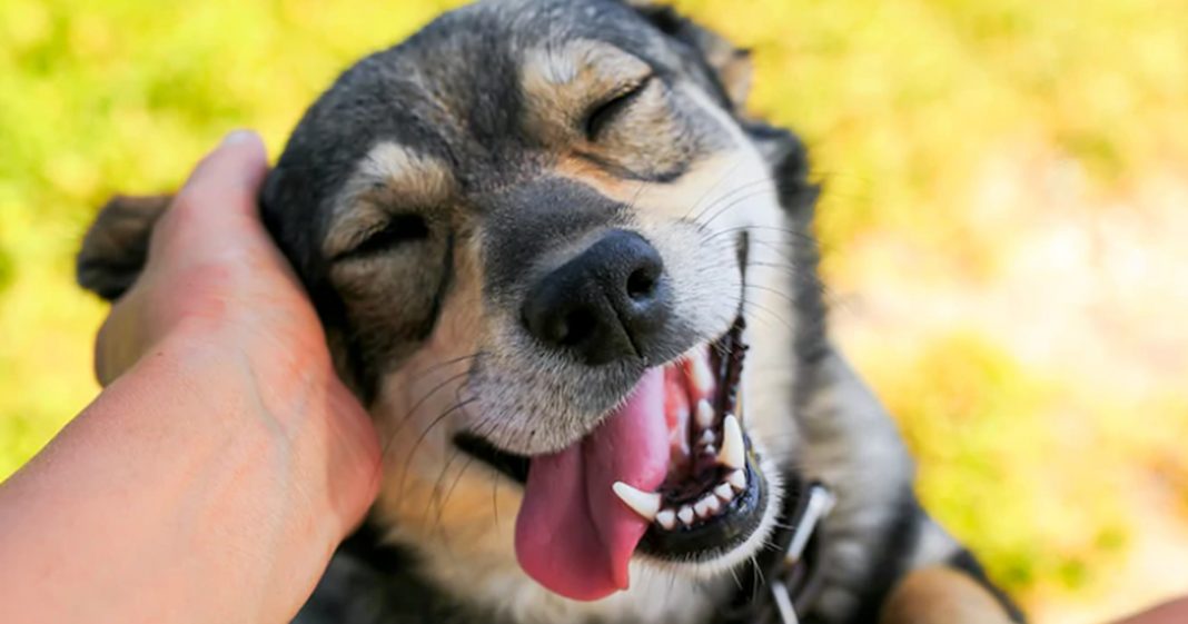 Lei que aumenta pena para maus-tratos a cães e gatos é sancionada