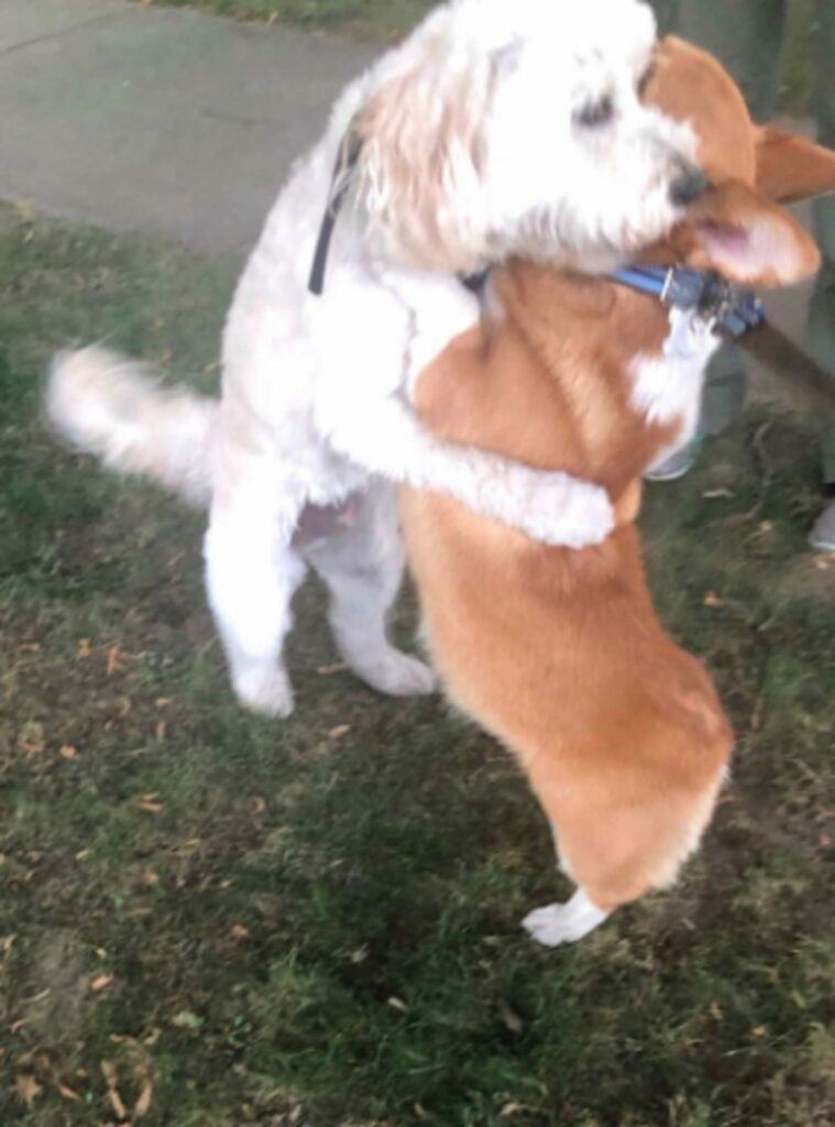 cao-abraça-todos-os-amigos-caninos-que-encontra-pela-rua