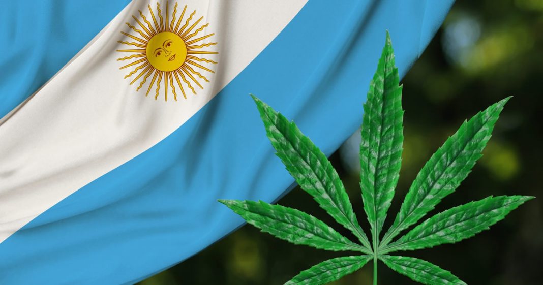 Consciência: Argentina legaliza cultivo de maconha para uso medicinal.