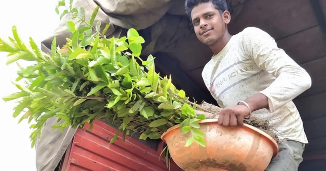 1 MILHÃO DE ÁRVORES FRUTÍFERAS PLANTADAS NA ÍNDIA ESTE ANO PARA COMBATER A FOME