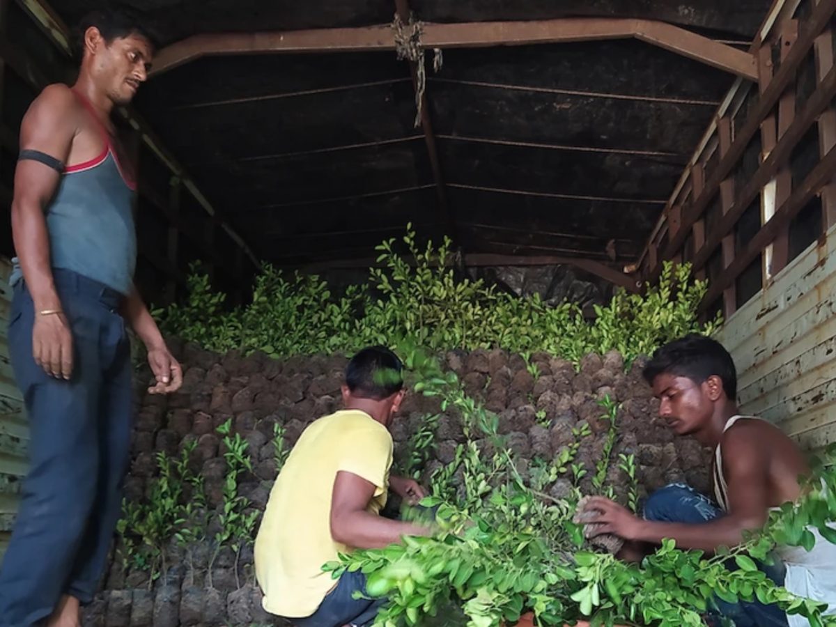 seuamigoguru.com - 1 MILHÃO DE ÁRVORES FRUTÍFERAS PLANTADAS NA ÍNDIA ESTE ANO PARA COMBATER A FOME