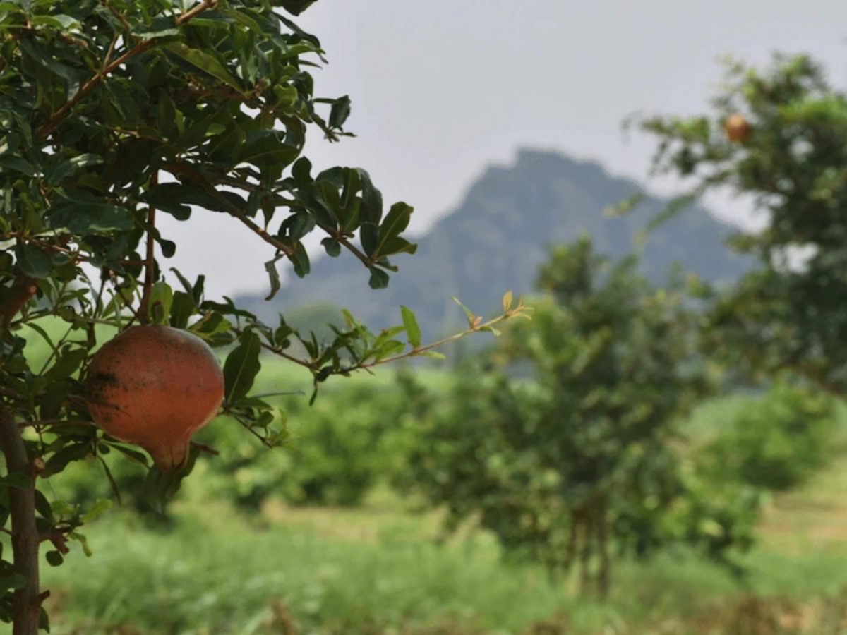 seuamigoguru.com - 1 MILHÃO DE ÁRVORES FRUTÍFERAS PLANTADAS NA ÍNDIA ESTE ANO PARA COMBATER A FOME