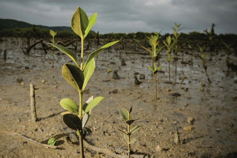 seuamigoguru.com - 1 MILHÃO DE ÁRVORES FRUTÍFERAS PLANTADAS NA ÍNDIA ESTE ANO PARA COMBATER A FOME