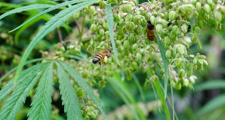 seuamigoguru.com - Estudo comprova que abelhas adoram as flores da cannabis! Ela pode ser a salvação da espécie!