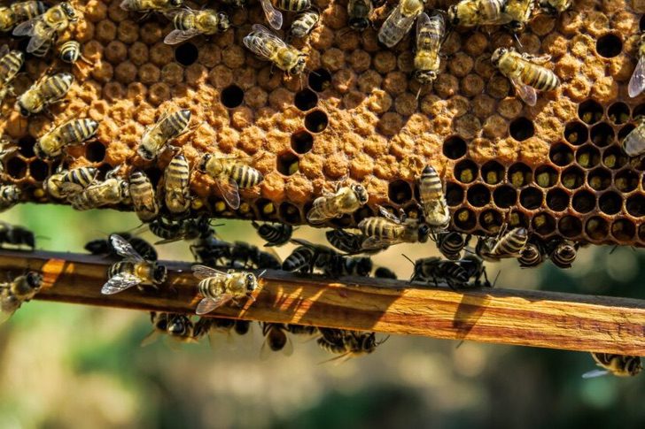 seuamigoguru.com - Estudo comprova que abelhas adoram as flores da cannabis! Ela pode ser a salvação da espécie!