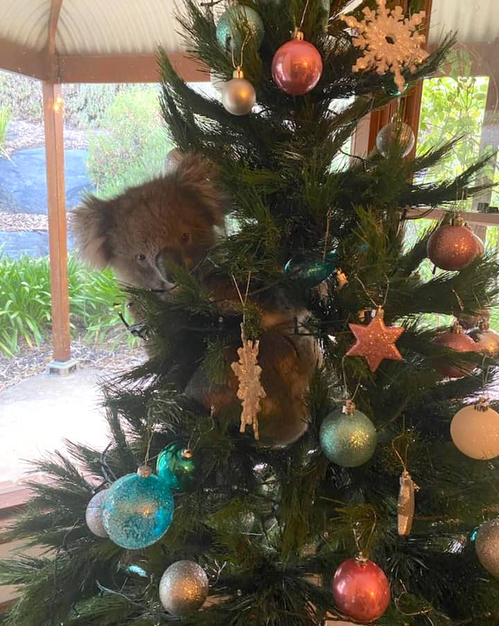 seuamigoguru.com - Mulher australiana encontra coala pendurado em sua árvore de Natal