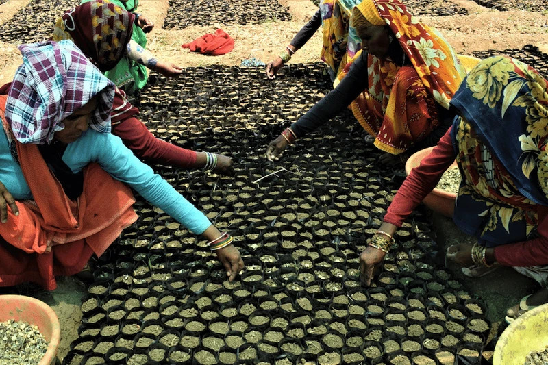 seuamigoguru.com - 1 MILHÃO DE ÁRVORES FRUTÍFERAS PLANTADAS NA ÍNDIA ESTE ANO PARA COMBATER A FOME