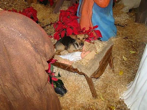 cao-busca-abrigo-no-presepio