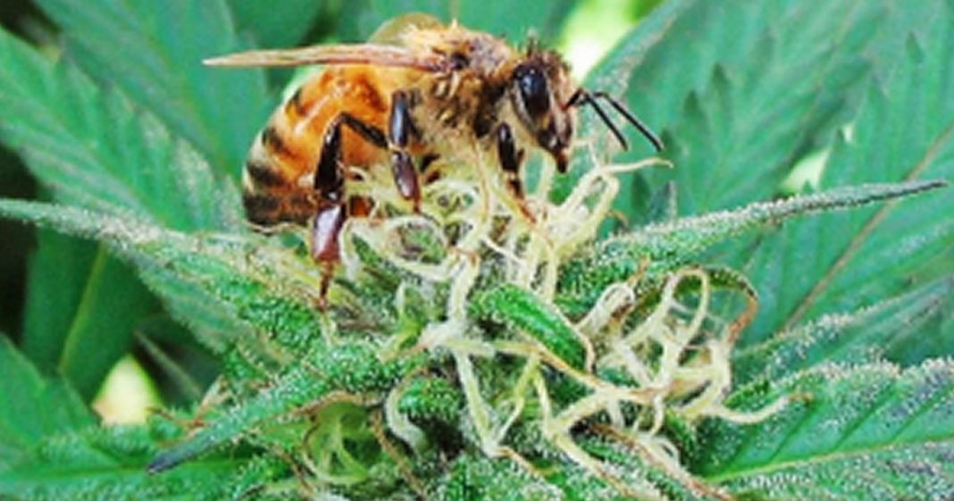 Estudo comprova que abelhas adoram as flores da cannabis! Ela pode ser a salvação da espécie!