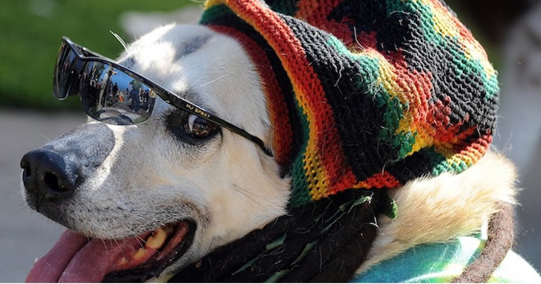 Estudo descobre que o estilo de música referido dos cães é o reggae