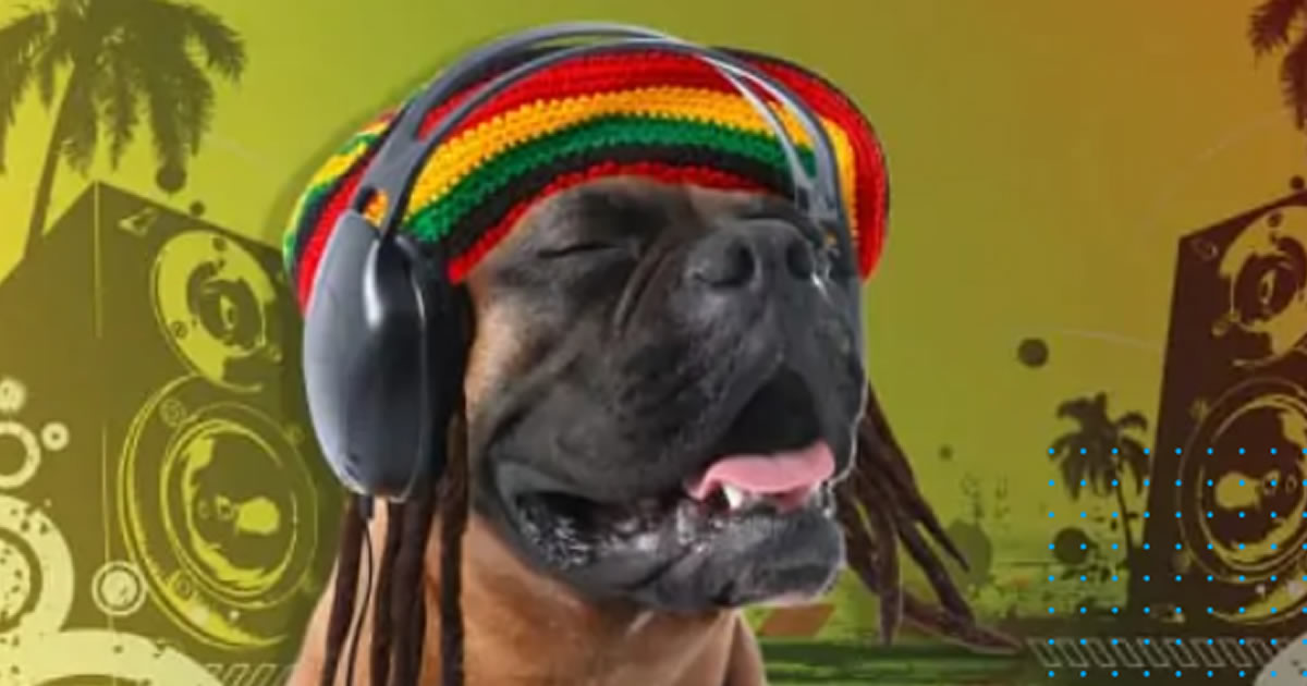 seuamigoguru.com - Estudo descobre que o estilo de música referido dos cães é o reggae